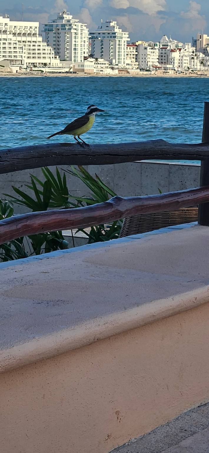 Club Med Cancun: photo 3
