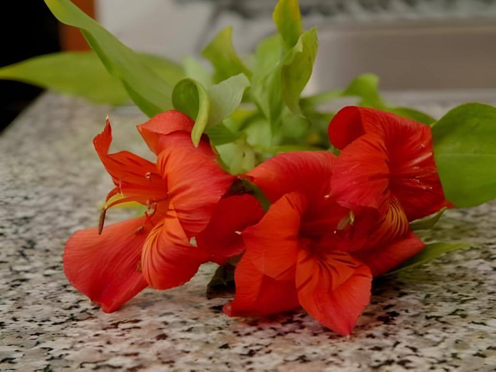 Hotel & Suites Nader: Garden