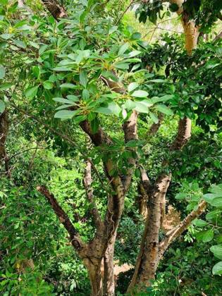 Villa Antilope: Property views
