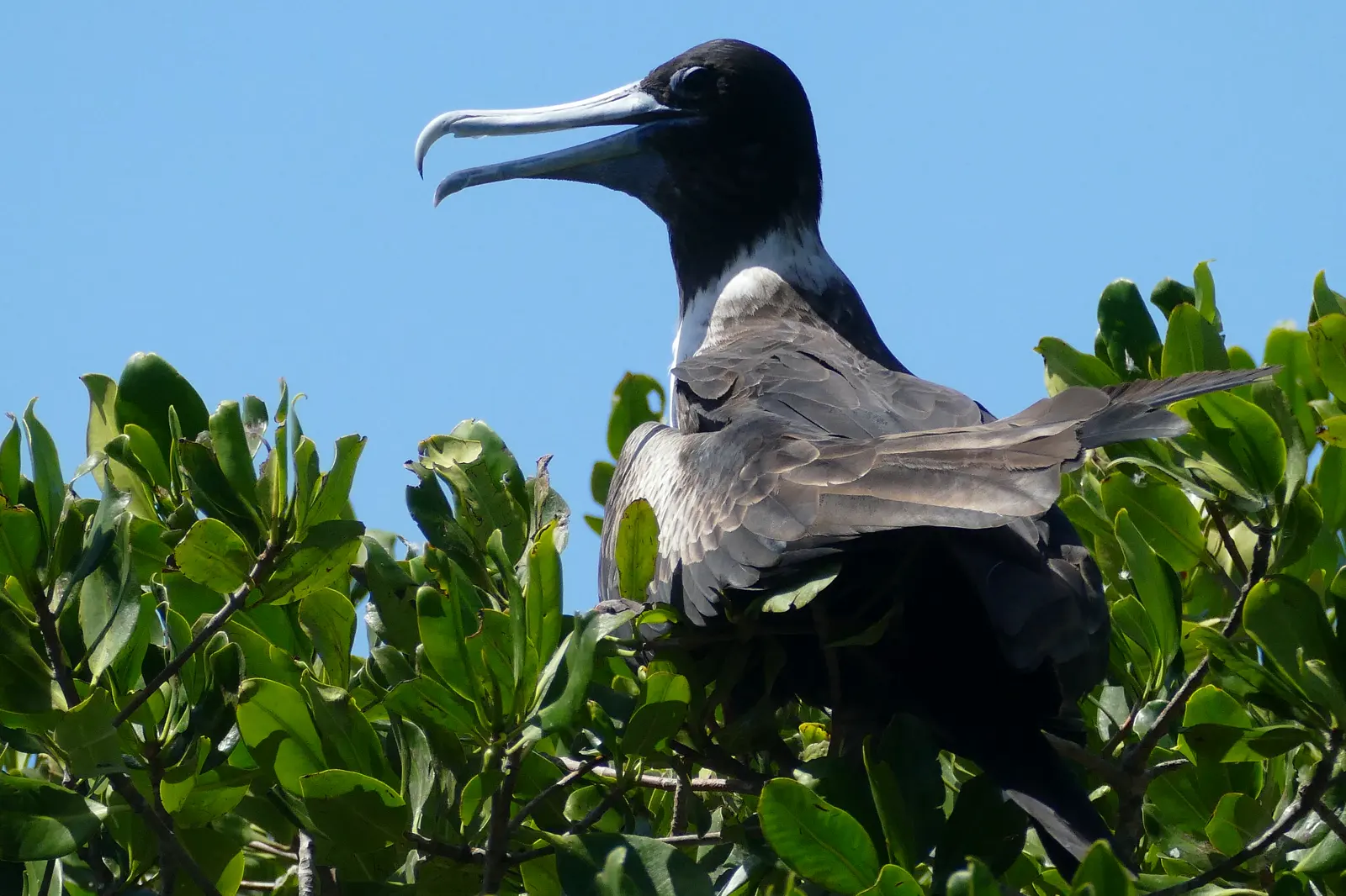 A magnificent frigatebird at Isla Contoy