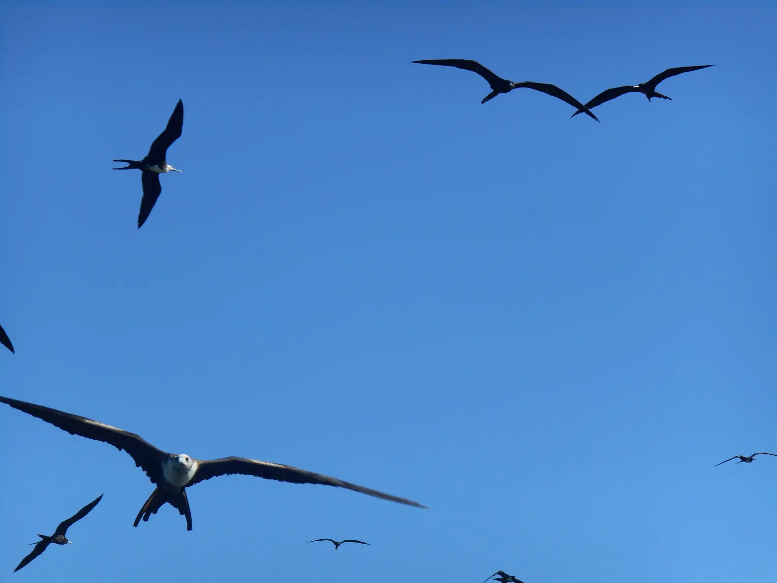 Frigatebirds over a lagoon at Isla Contoy