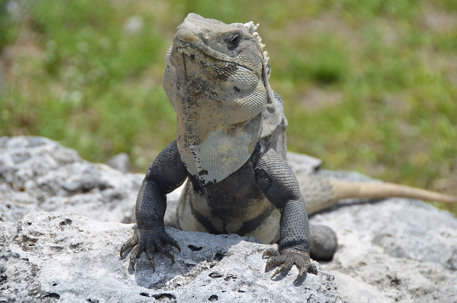 El Rey archaeological site in Cancun