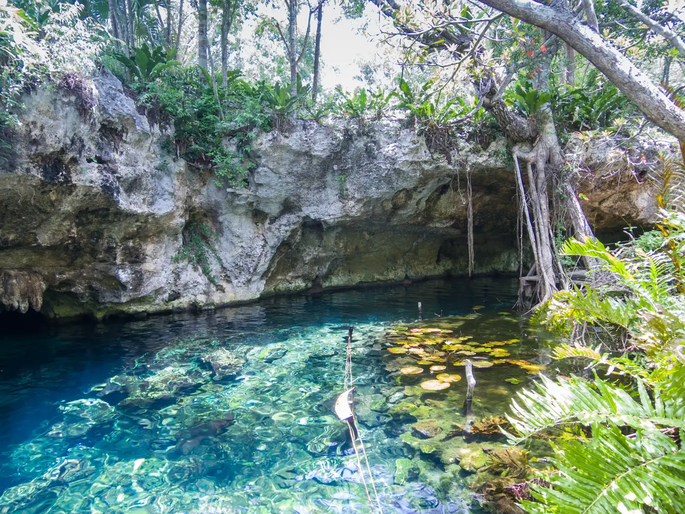 The open limestone pool of Gran Cenote near Tulum