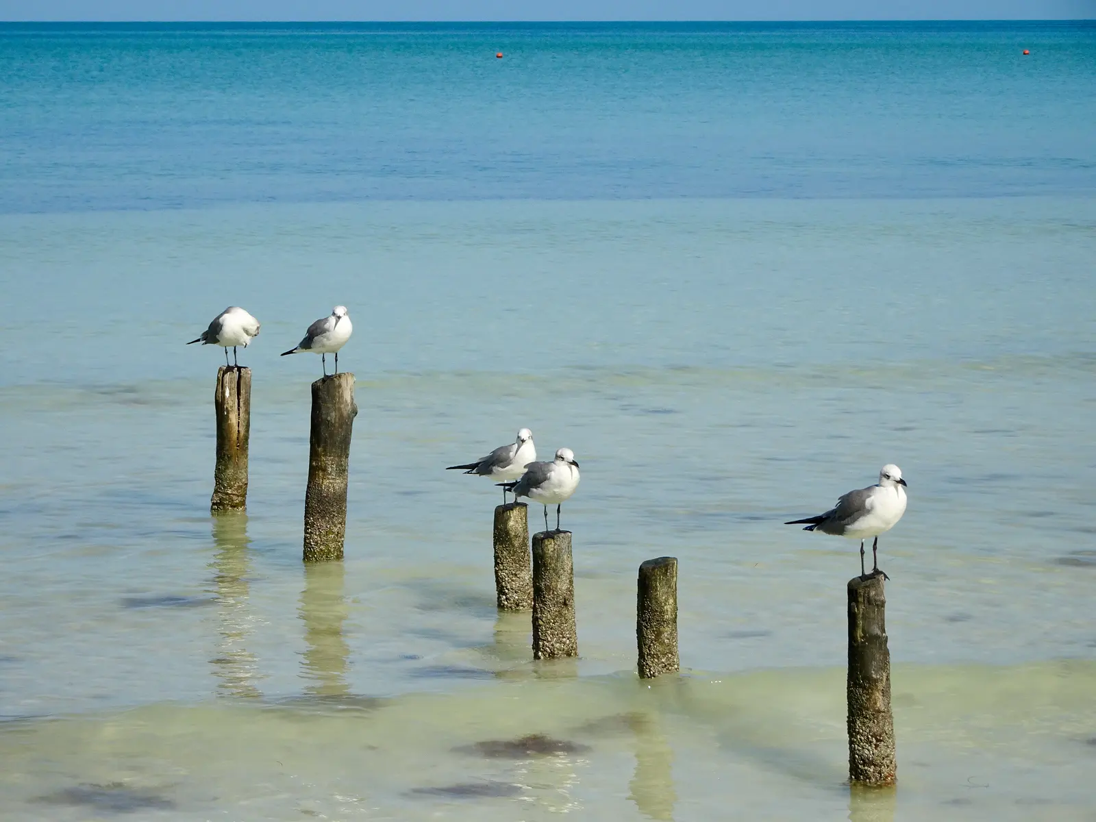 Seagulls on the beach at Isla Holbox