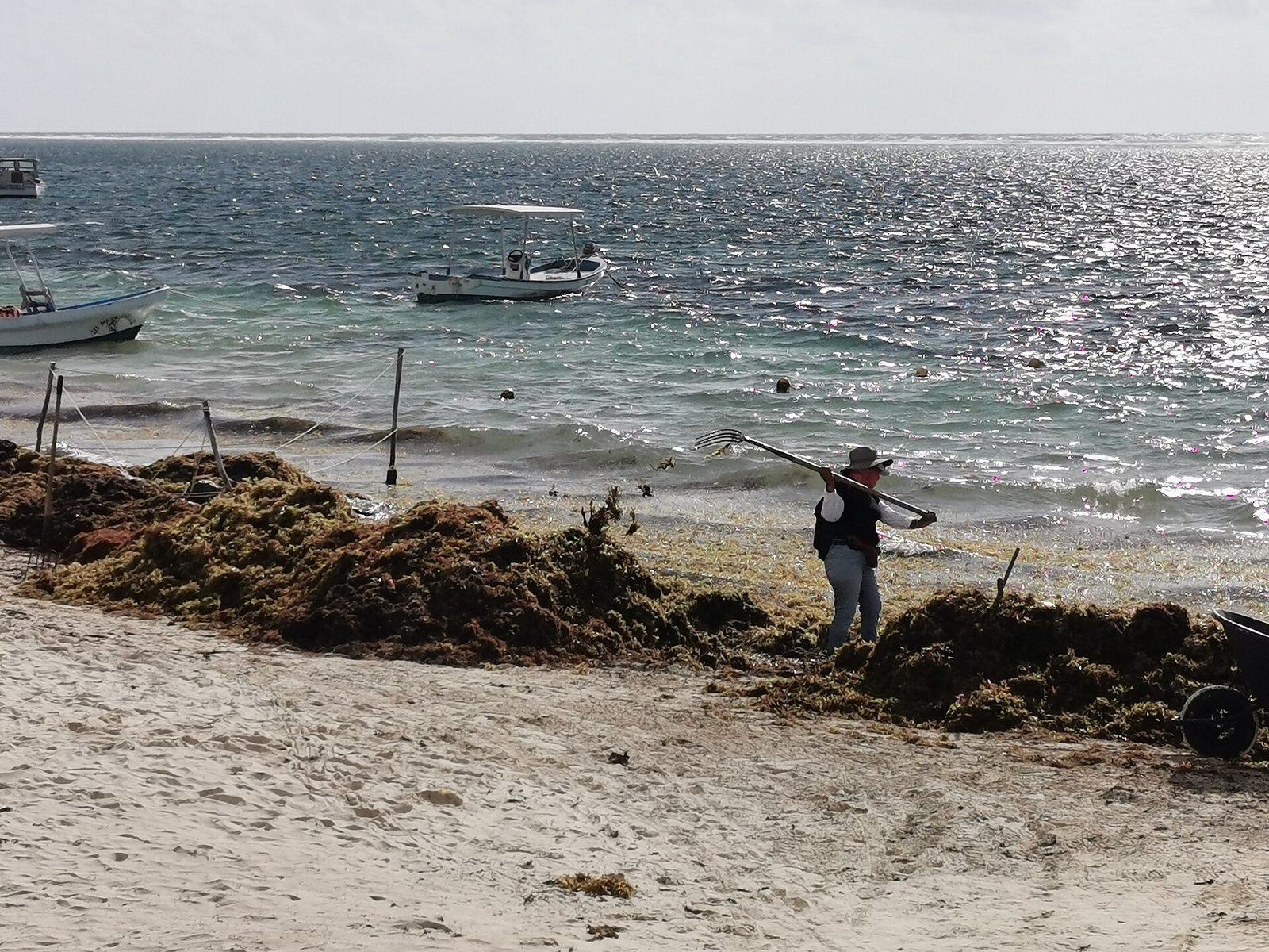 A worker clearing sargassum seaweed from a beach in Puerto Morelos