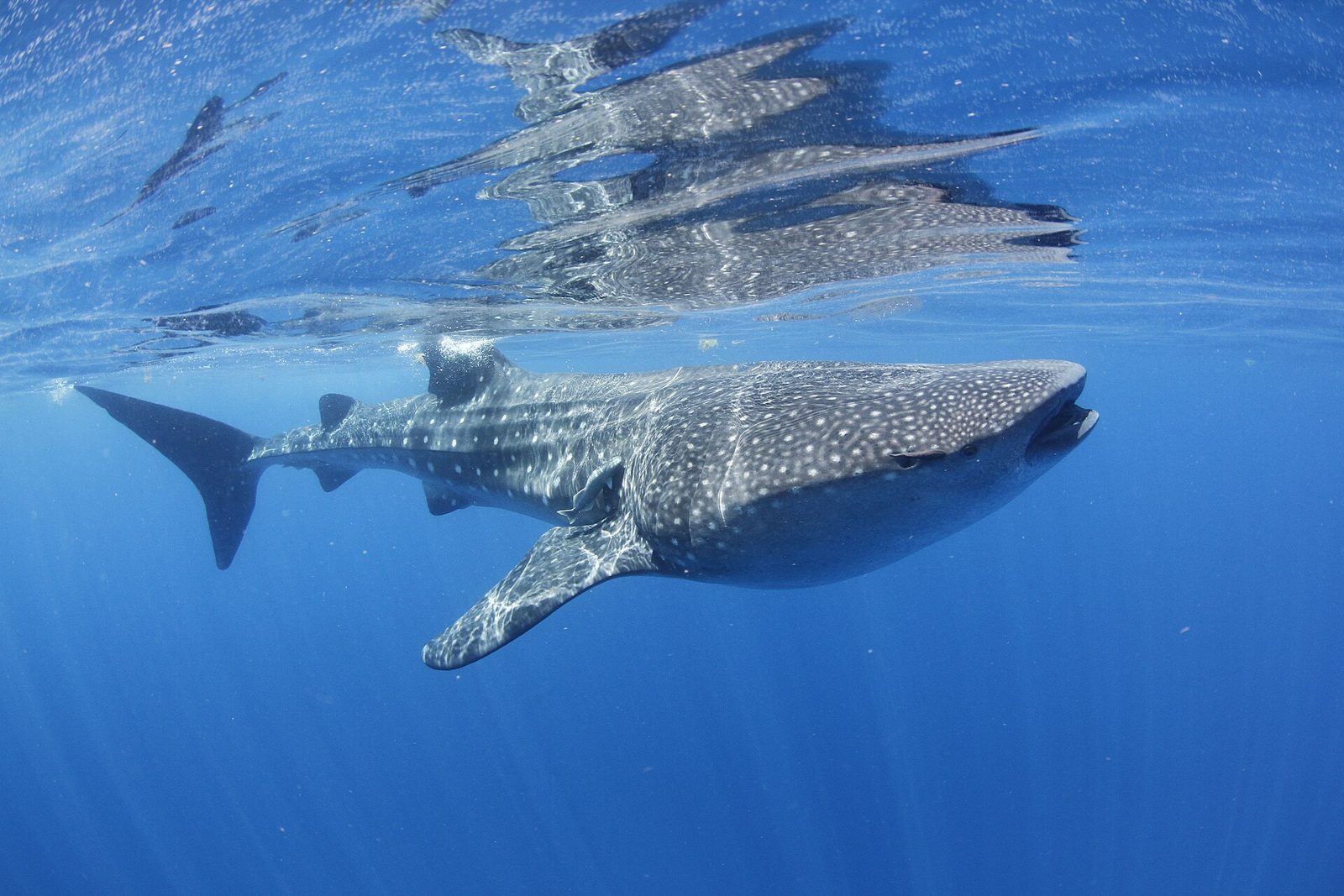 A whale shark